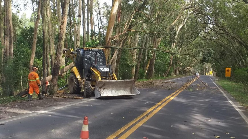 EGR realiza manejo de vegeta&ccedil;&atilde;o no T&uacute;nel Verde, na ERS-040